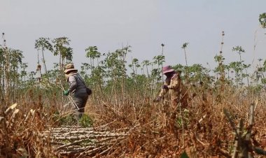เกษตรกรขอนแก่นยิ้มแก้มปริมันราคาแพงเร่งเก็บผลผลิตหวั่นโจรย่องถอนยกสวน