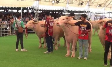 นักท่องเที่ยวแห่ชมกระบือค่าตัวมูลค่ากว่า 10 ล้านนำมาประกวดควายสวยงาม