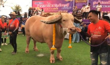 ซื้อขายแลกเปลี่ยนควายงามงานเทศกาลควายไทยอุทัยธานีคึกคัก