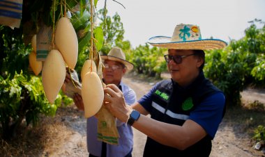 ชาวสวนมะม่วง-มะยงชิด เมืองชาละวันวอนคนไทยช่วยบริโภคผลไม้ช่วยชาติช่วยเกษตรกรกระตุ้นเศรษฐกิจ
