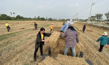 นายอำเภอลำลูกกา ขนฟางเพื่อเตรียมไว้สำหรับห่มดินในโคก หนอง นา บ้านคลอง 9