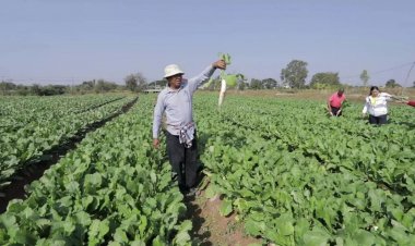 ชาวบ้านแฮด ปลูกหัวไชเท้าขายสร้างรายได้ 5 หมื่นต่อไร่