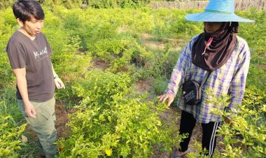 ร้อนรุนแรง พริกกะเหรี่ยงเสียหายหนัก ชาวสวนราชบุรีท้อใจอยากเลิกปลูก