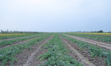 กรมส่งเสริมการเกษตรเตือน 9 จังหวัดเฝ้าระวังน้ำเค็มรุกพื้นที่การเกษตร