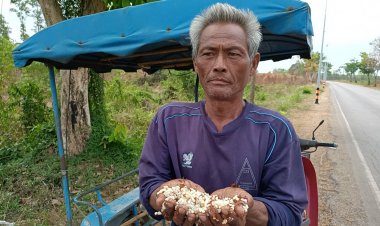 อาชีพฮิต แหย่ไข่มดแดง ขายสร้างรายได้เสริมหน้าแล้ง กก.ละ 1,000 บาท