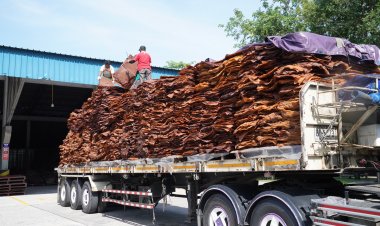 ร้อนจัดน้ำยางพาราออกน้อยตลาดต้องการสูงดันราคาพุ่งแตะเกือบ 80 บาท/กก.