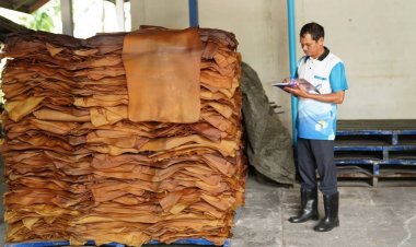 รัฐบาลปลื้มราคายางในปี 2567 เพิ่มขึ้นอย่างต่อเนื่อง แนวโน้มทะลุ 100 บาท/กก.