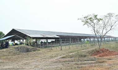 รัฐบาลเร่งผลักดัน 'เชียงแสน' เส้นทางส่งออกโคมีชีวิตชาติลุ่มน้ำโขง