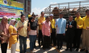 พ่อเมืองนราธิวาสมอบโค-กระบือให้คนพิการทางการเห็นสร้างอาชีพ