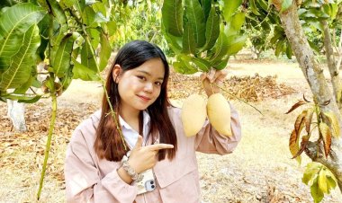 มะม่วงน้ำดอกไม้สีทอง "สวนสายชล"พิษณุโลก แชมป์เนื้อนุ่มหวานอร่อย