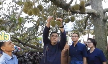 ผู้ว่าฯศรีสะเกษ ลุยสวนตัดแต่งทุเรียนภูเขาไฟ แปรรูปเพิ่มมูลค่าสร้างรายได้สู่ชุมชน