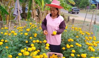 ทำนามีแต่ติดหนี้ สาวสุรินทร์หันมาปลูกดาวเรือง เก็บดอกขายโกยวันละ 2 พัน