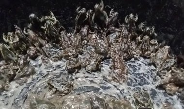 แพงกว่าเนื้อหมู อึ่งราคาพุ่งไม่มีไข่ 300 ไข่เต็มท้อง 400 บาท/กก.