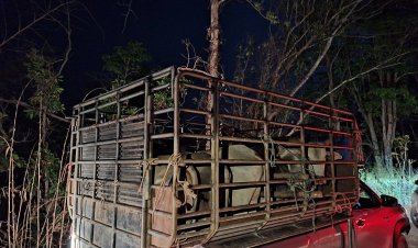 โคเถื่อนทะลักชายแดนตาก ฉก.ราชมนูสกัดตรวจยึด 127 ตัว