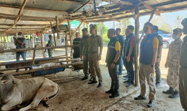 ท่าสองยางยกระดับสกัดลักลอบนำเข้าโคกระบือเถื่อนจากเมียนมา