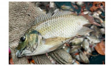 “ปลาหมอสีคางดำ” ประโยชน์และรสชาติ