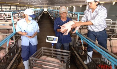 47 ปี “หมู่บ้านเกษตรกรรมหนองหว้าฉะเชิงเทรา”ก้าวสู่โอกาสใหม่หุ้นส่วนโรงชำแหละสุกร ปลายทางอาหารปลอดภัย