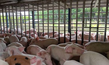 หมูหันกู้วิกฤตราคาตกต่ำสำเร็จ ใต้แห่ตัดวงจรลูกสุกรคึกคัก