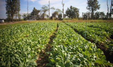 กรมส่งเสริมการเกษตรแนะวิธีดูแลพืชผักช่วงหน้าแล้ง