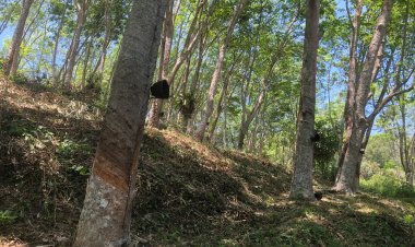 ชาวสวนใต้เศร้า ยางแพง ไม่มีสินค้าขาย แล้ง ผลัดใบ น้ำยางออกน้อย