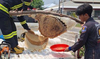 หนุ่มใหญ่วัย 40 เล่านาทีหนีตายระทึกถูกผึ้งหลวงนับร้อยตัวรุมต่อยหวิดม้วย