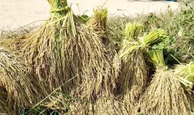 พิษ'เอลนิโญ'แล้งหนัก ข้าวนาปีใต้ผลผลิตลด 50% ผู้บริโภคอ่วมซื้อข้าวแพง