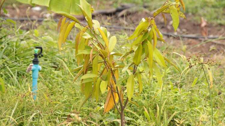 ยางพาราตกต่ำโรคใบร่วงระบาดชาวสวนนราฯโค่นทิ้งปลูกทุเรียน