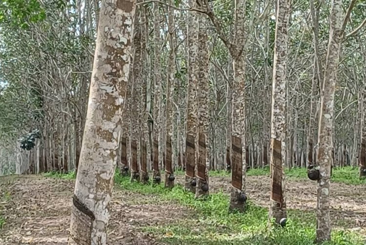 โรคใบร่วงสวนยางใต้ทำเม็ดเงินสูญหายปีละกว่าหมื่นล้านบาท