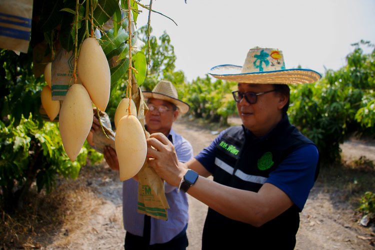 ชาวสวนมะม่วง-มะยงชิด เมืองชาละวันวอนคนไทยช่วยบริโภคผลไม้ช่วยชาติช่วยเกษตรกรกระตุ้นเศรษฐกิจ