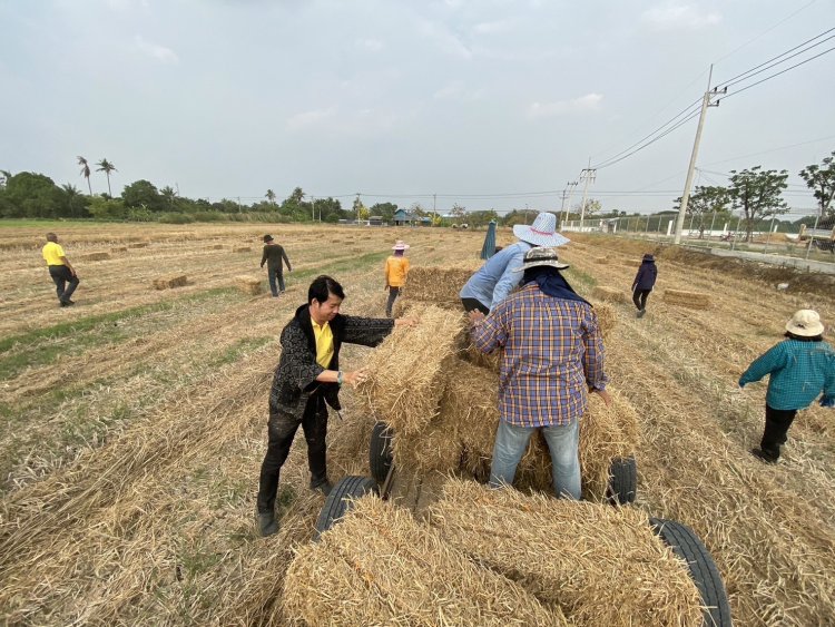 นายอำเภอลำลูกกา ขนฟางเพื่อเตรียมไว้สำหรับห่มดินในโคก หนอง นา บ้านคลอง 9