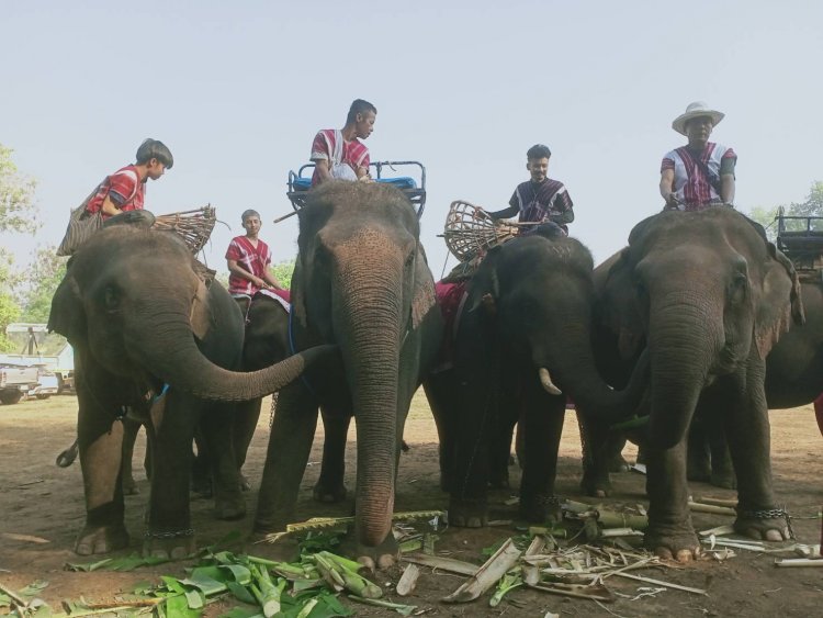 ชาวกะเหรี่ยง -นักท่องเที่ยว ร่วมงานวันช้างไทยที่บ้านเพาะช้างงาน