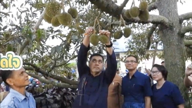 ผู้ว่าฯศรีสะเกษ ลุยสวนตัดแต่งทุเรียนภูเขาไฟ แปรรูปเพิ่มมูลค่าสร้างรายได้สู่ชุมชน