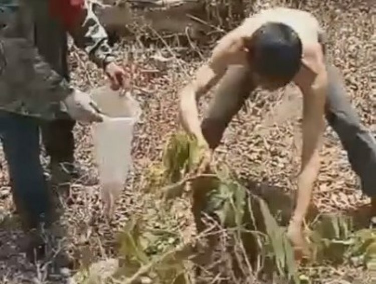 สุดท้าทาย!ล่าไข่มดแดงมือเปล่า งานนี้ได้อร่อยกันทั้งน้ำตา