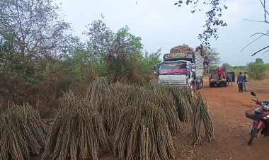 มันสัมปะหลังแพงชาวไร่เร่งหาซื้อท่อนพันธุ์ปลูกคึกคักดันราคาพุ่งต้นละ 2 บาท