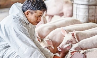 เกษตรกรหมู-ไก่เนื้อ-ไก่ไข่ ผสานเสียง ร้อน-แล้ง-โรค กระทบหมู-ไก่-ไข่ เสียหายพุ่ง