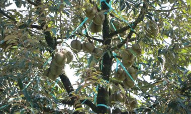 ชาวสวนภาคใต้แห่โค่นต้นยางทิ้งหันปลูกทุเรียนเพิ่มขึ้น 100%