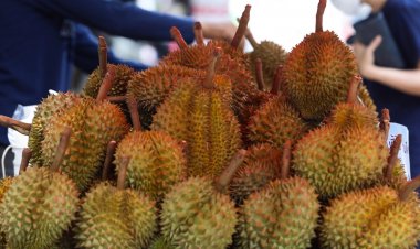 สศท.6 เผย 4 ผลไม้ตะวันออก ผลผลิตปี 67 รวม 1.11 ล้านตัน ออกชุกสุดเดือน พ.ค.นี้