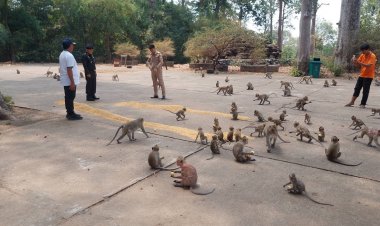 พ่อเมืองอำนาจเจริญเตรียมทำหมันคุมประชากรลิงพนากว่า 4 พันตัว