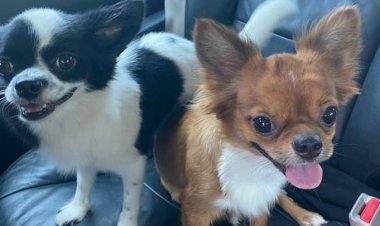 หนุ่มขอโทษอาบน้ำหมาแรงอ้างประชดแฟนสาวเจียดค่าอาหารน้อย