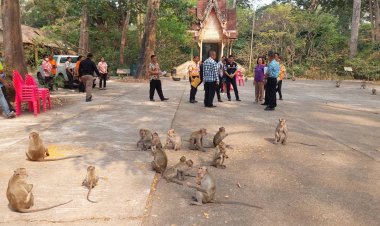 พ่อเมืองอำนาจฯสั่งลุยทำหมันลิงควบคุมประชากรวานรดอนเจ้าปู่