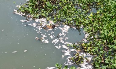 ปลาลอยคอตายเกลื่อนคลองท่าตูมส่งกลินเหม็นคคลุ้ง เร่งสอบหาต้นเหตุ