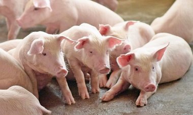 ผู้เลี้ยงหมูรายย่อย เผยหมูกระทบแล้งหนัก เสียหายสูงแนวโน้มราคาเป็นไปตามกลไกตลาด