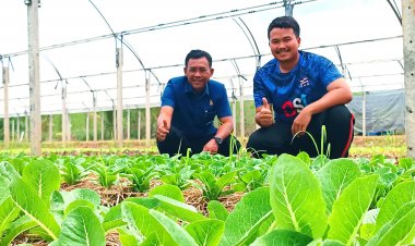 อดีตหนุ่มแบงก์ลาออกจากงาน หันมาทำฟาร์มผักสลัดอินทรีย์ ขายได้หลักแสนต่อเดือน