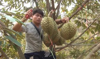 ลอตแรกออกแล้ว ทุเรียนสายน้ำแร่หมอนทอง  เร่งตัดคัดเกรดส่งขายจีน กก.ละ 200