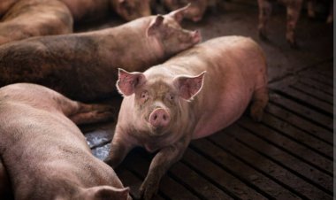 หมูเถื่อนเจอตอ ... ฤา “เหยื่อ” ต้องทำใจ