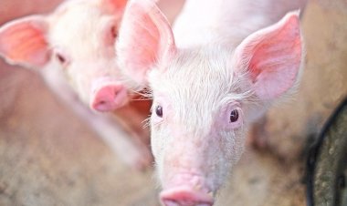 ผู้เลี้ยงหมูวอนผู้บริโภคเข้าใจ ราคาตามกลไกตลาด ย้ำราคายังต่ำกว่าต้นทุนผลิต