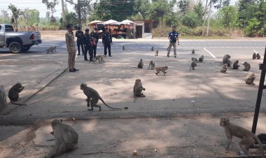 ร้อน แล้ง อาหารขาดแคลน ลิงดอนเจ้าปู่ตาพนา อำนาจเจริญ หิวโซ