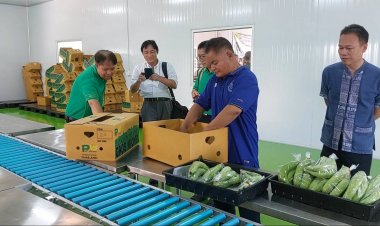 กลุ่มปลูกกล้วยหอมทองสุขไพบูลย์เฮส่งออกล็อตแรกกว่า 100 ล.ไปญี่ปุ่น