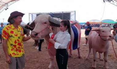 แห่ประกวดควายใหญ่ ควายงาม ควายแคระ ควายเผือก ควายดำ ชิงแชมป์โลกที่อุบลฯ คึกคัก