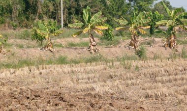 อากาศร้อนจัด  ต้นขี้เหล็ก-ชะอมเหี่ยวเฉา ไม่แตกยอด เก็บผลผลิตได้น้อย เกษตรกรโคราชรายได้ลด